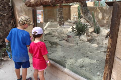 Rio Safari 2026